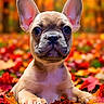 Mochi is registered to the contest to win money with this photo: dog, puppy, french_bulldog, animal, pet, canine, portrait, sitting, autumn, fall, leaves, orange, colorful, outdoor, nature, cute, eyes, ears, ball, dramatic_background