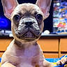 Mochi is registered to the contest to win money with this photo: dog, puppy, french_bulldog, pet, animal, portrait, close_up, face, ears, large_ears, wrinkles, short_snout, wide_eyes, cream_fur, sitting, paws, playpen, indoor, colorful_background, cute