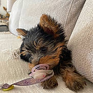 Zoe a rejoint le concours — aidez-le/la à gagner de superbes lots ! puppy, dog, pet, cute, pacifier, couch, beige, fur, playful, indoors, cozy, fluffy, animal, young, relaxed, lying_down, small, adorable, domestic_animal, chewing