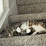 cat, tabby_cat, white_paws, striped_fur, fluffy, pet, animal, staircase, carpeted_stairs, indoor, window, relaxed, lying_down, belly_up, paws, whiskers, green_eyes, cozy, home, portrait