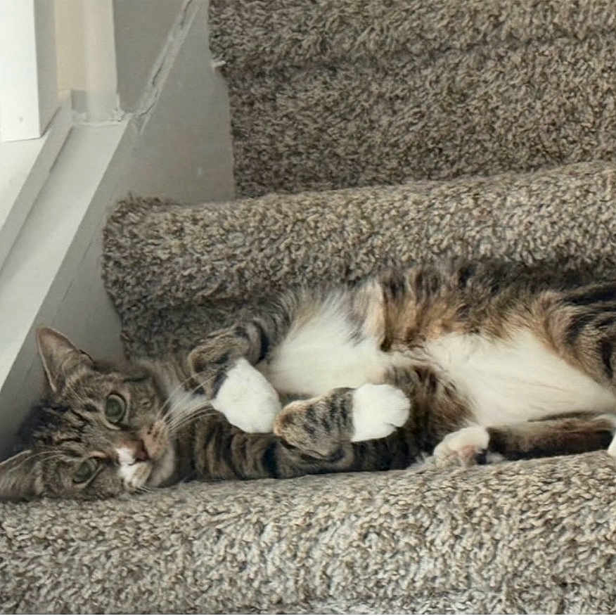 Leo joined the competition — help win amazing prizes! cat, tabby_cat, white_paws, striped_fur, fluffy, pet, animal, staircase, carpeted_stairs, indoor, window, relaxed, lying_down, belly_up, paws, whiskers, green_eyes, cozy, home, portrait