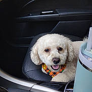 Brax joined the competition — help win amazing prizes! dog, white_dog, bandana, car_interior, passenger_seat, leather_seat, travel_tumbler, happy_dog, pet, cute, animal, vehicle, window, dashboard, seat_belt, fur, tongue_out, companion, domestic_animal, transport