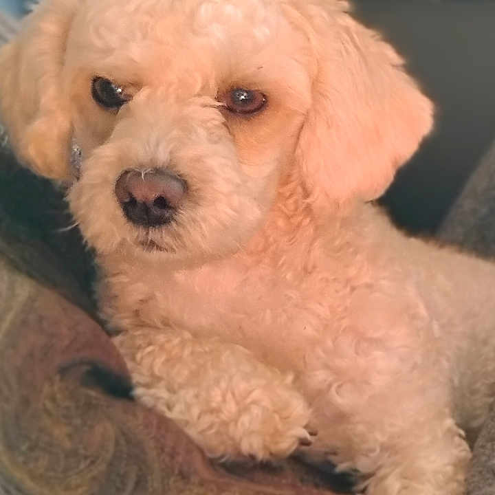 Brax is registered to the contest to win money with this photo: animal, blanket, close_up, companion, cozy, cream_color, curly_fur, cushion, cute, dog, domestic, face, fur, indoor, mammal, paw, pet, portrait, relaxed, resting