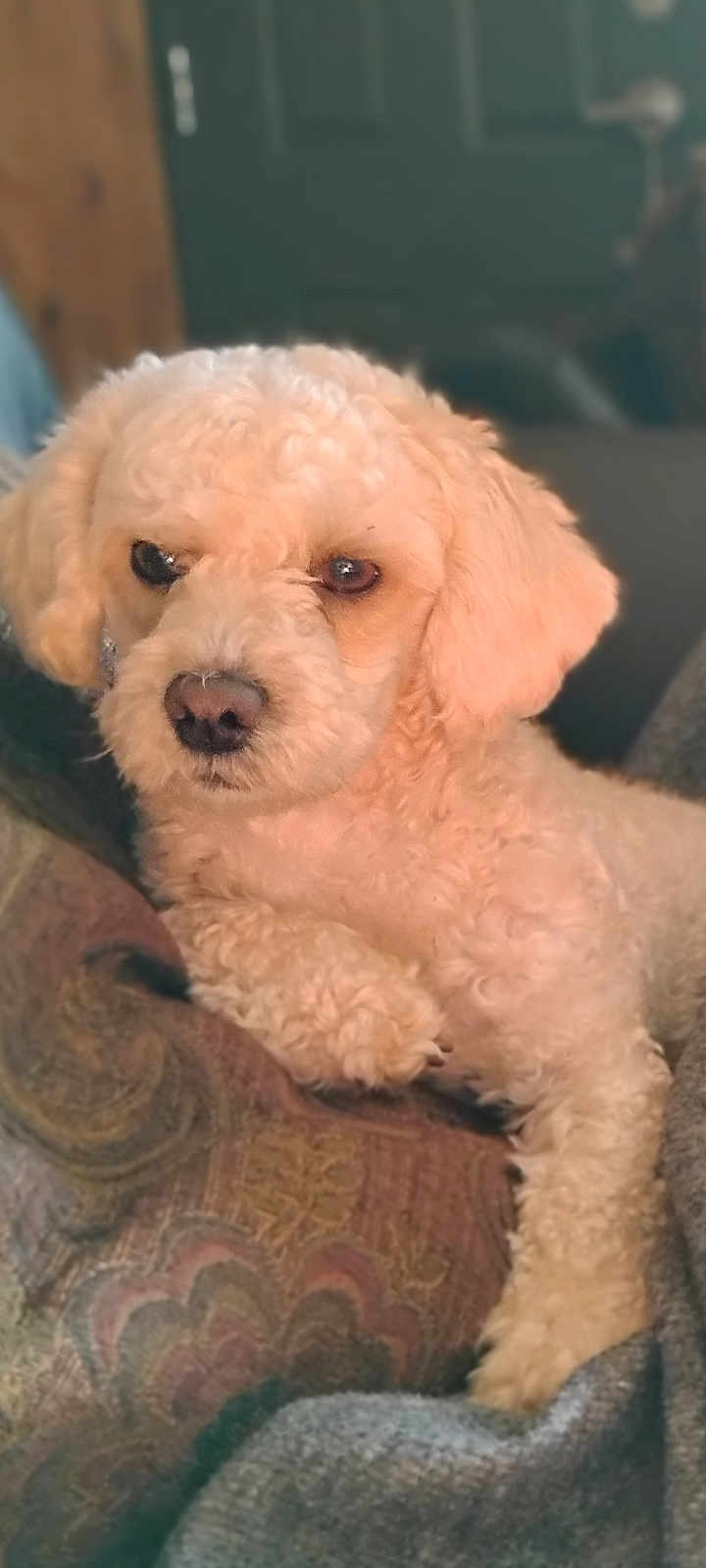 Brax is registered to the contest to win money with this photo: dog, pet, curly_fur, cream_color, cushion, blanket, indoor, close_up, cozy, relaxed, animal, mammal, companion, cute, fur, face, paw, resting, portrait, domestic