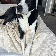 Aussie is registered to the contest to win money with this photo: dog, black_and_white, pet, bed, bedspread, crossed_paws, indoor, carpet, furniture, drawer, mirror, door, relaxed, animal, cute, canine, domestic_animal, resting, fur, room