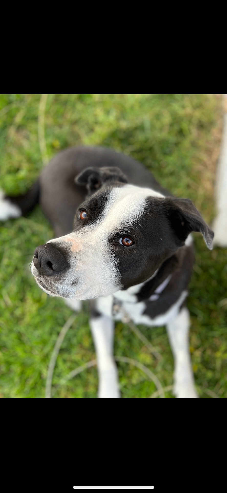 Aussie is registered to the contest to win money with this photo: dog, black_and_white, pet, animal, grass, outdoor, close_up, portrait, cute, canine, fur, nose, ears, collar, sitting, looking_up, nature, friendly, domestic_animal, companion
