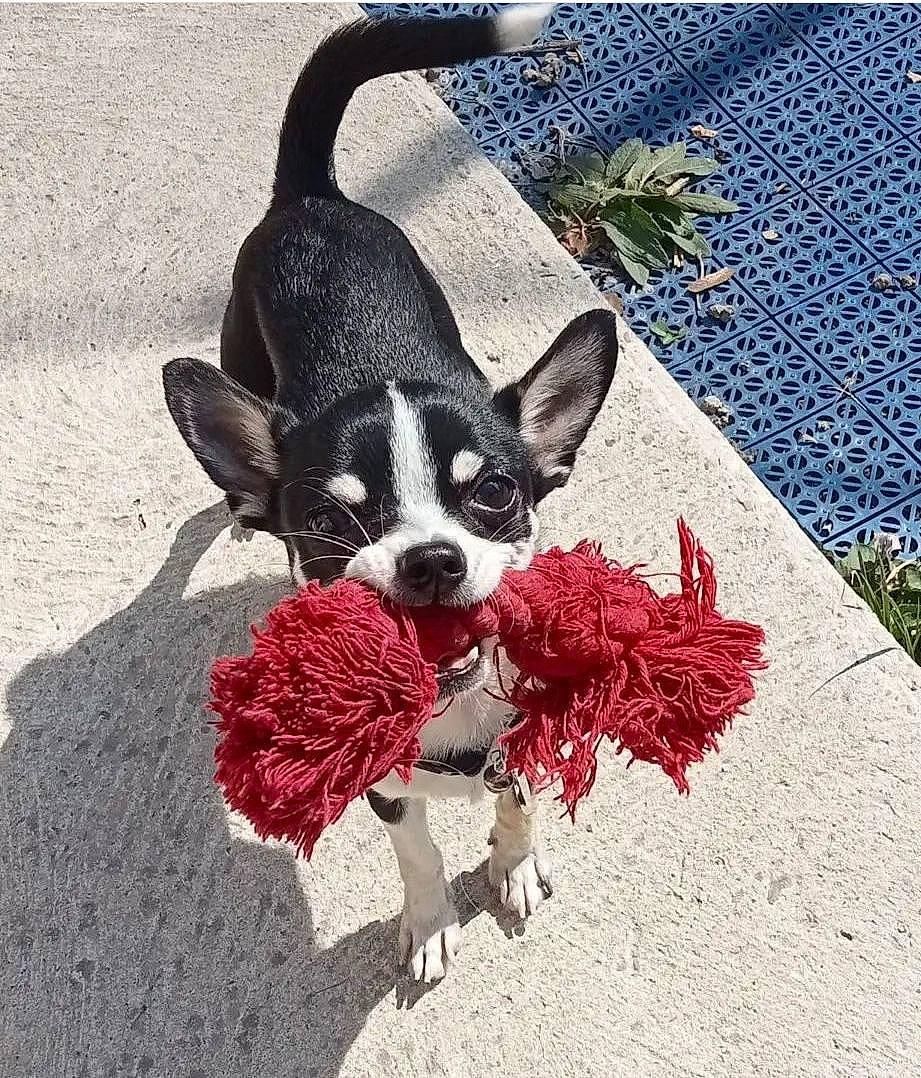 Snoopy participe au concours pour gagner de l'argent avec cette photo : art, canidae, carmine, carnivore, companion_dog, dog, dog_breed, dog_supply, fashion_accessory, fawn, fur, illustration, pattern, petal, plant, snout, soil, sporting_group, tail, working_animal
