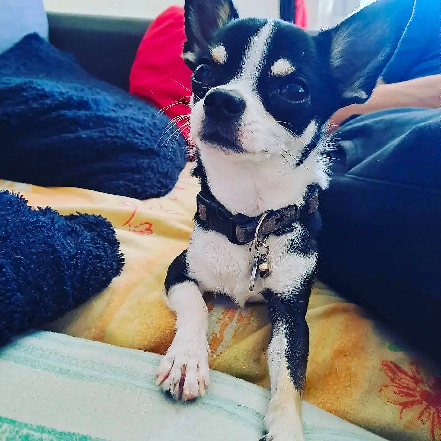 Snoopy a rejoint le concours — aidez-le/la à gagner de superbes lots ! blue, carnivore, collar, comfort, companion_dog, couch, dog, dog_breed, dog_collar, dog_supply, electric_blue, fashion_accessory, fawn, human_leg, linens, mammal, snout, thigh, toy_dog, working_animal