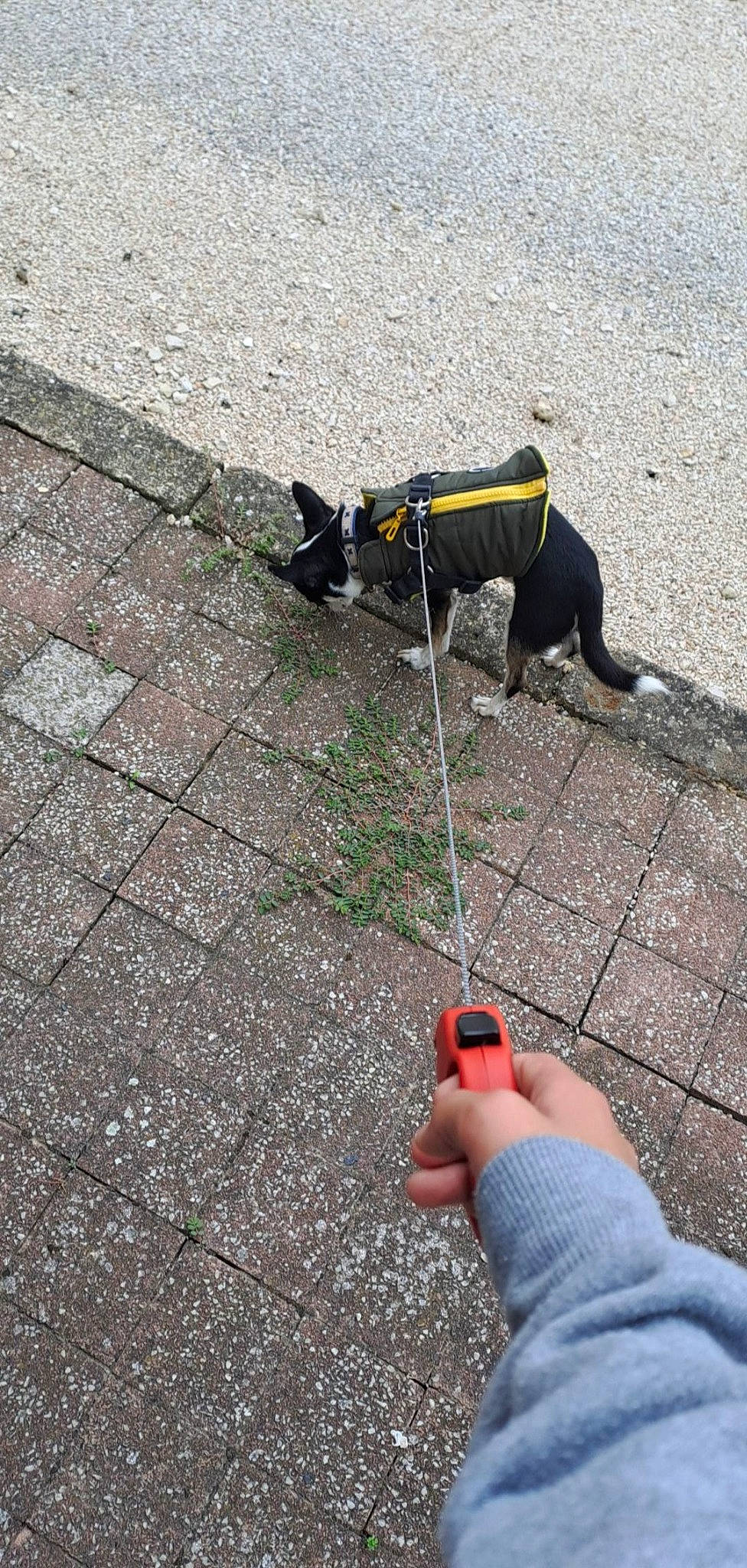 Snoopy participe au concours pour gagner de l'argent avec cette photo : asphalt, carnivore, collar, companion_dog, concrete, dog, dog_breed, dog_collar, dog_supply, fashion_accessory, flooring, leash, line, pet_supply, recreation, road_surface, rock_climbing_equipment, sidewalk, tail, working_animal