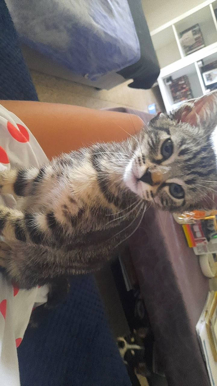 Hoshi a rejoint le concours — aidez-le/la à gagner de superbes lots ! carnivore, cat, claw, comfort, domestic_short_haired_cat, felidae, fur, lap, paw, small_to_medium_sized_cats, snout, tail, vertebrate, whiskers