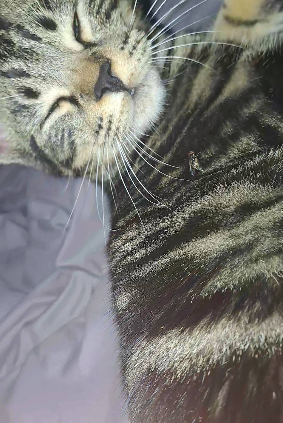 Hoshi participe au concours pour gagner de l'argent avec cette photo : carnivore, cat, claw, domestic_short_haired_cat, eye, felidae, fur, paw, small_to_medium_sized_cats, snout, tail, terrestrial_animal, whiskers, wildlife