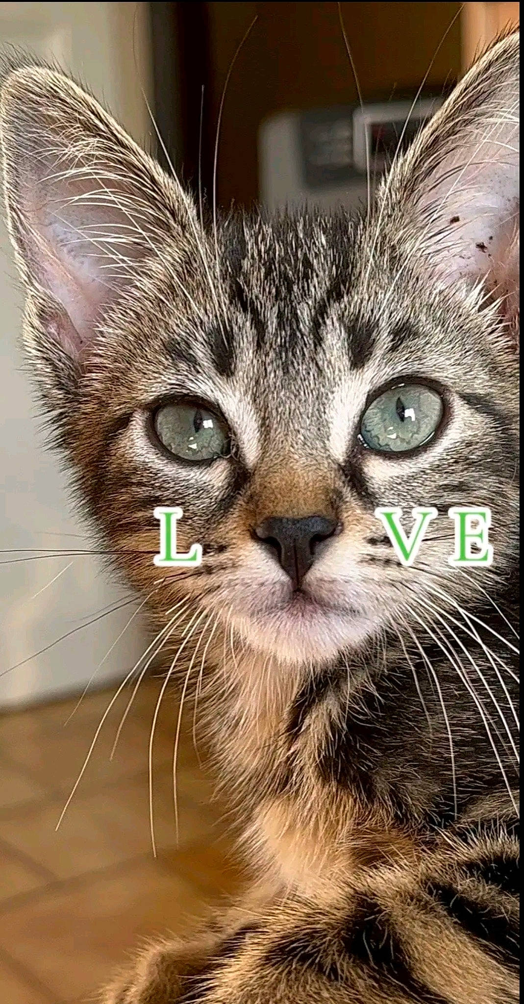 Hoshi a rejoint le concours — aidez-le/la à gagner de superbes lots ! art, carnivore, cat, claw, close_up, domestic_short_haired_cat, fawn, felidae, fur, grass, paw, photo_caption, plant, small_to_medium_sized_cats, snout, terrestrial_animal, tree, whiskers, wildlife