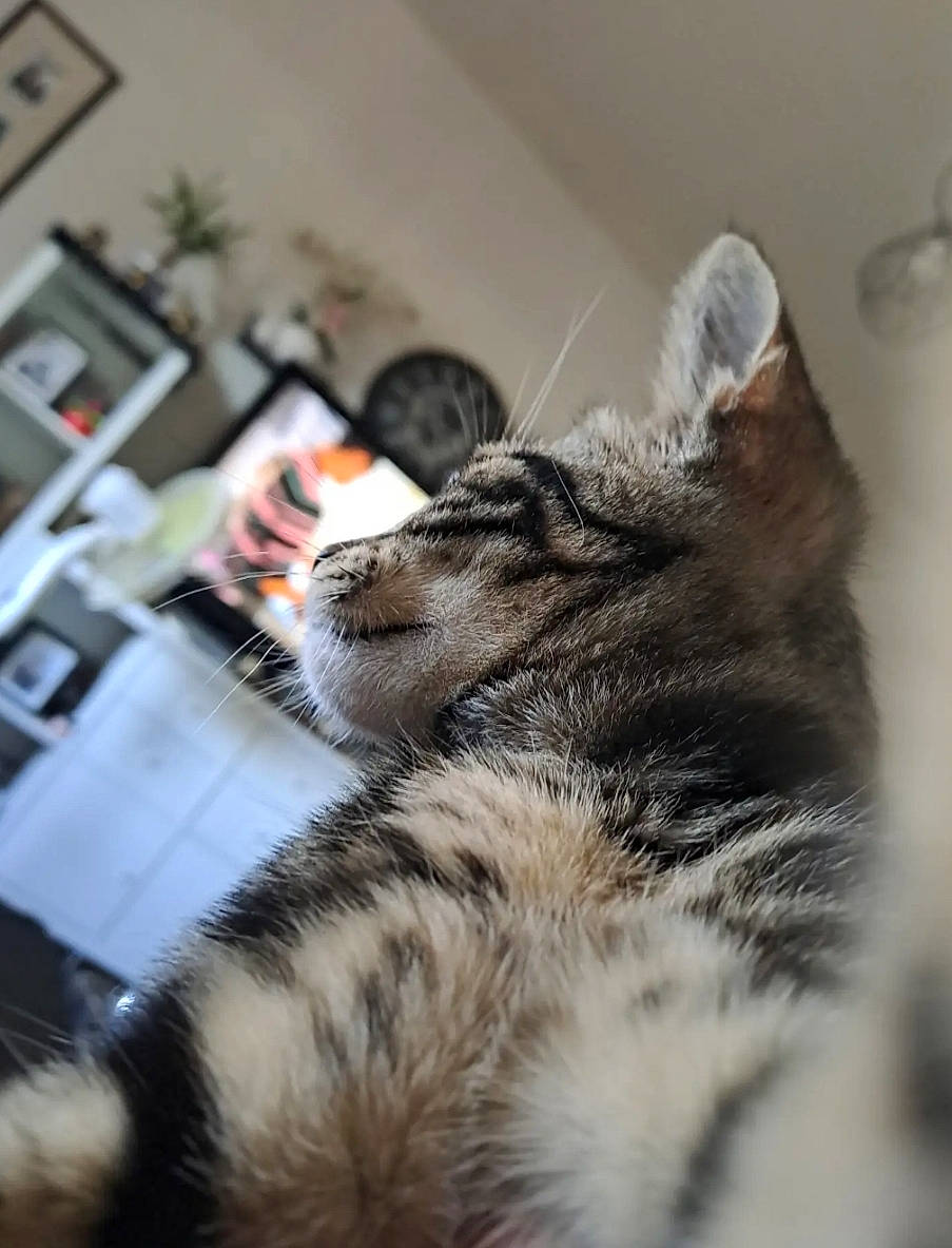 Hoshi a rejoint le concours — aidez-le/la à gagner de superbes lots ! carnivore, cat, claw, domestic_short_haired_cat, felidae, flooring, fur, paw, plant, small_to_medium_sized_cats, snout, tail, terrestrial_animal, whiskers, wildlife, window