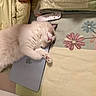 Sesame joined the competition — help win amazing prizes! animal, bed, blanket, cat, cozy, cute, flower_pattern, fluffy, fur, home, indoor, laptop, paw, pets, relaxation, remote_control, resting, sleeping, tablet, technology