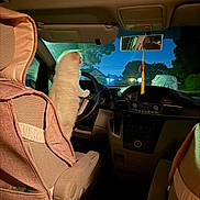 Sesame joined the competition — help win amazing prizes! animal, car_interior, cat, curious, dashboard, driving, feline, house, indoor, light, nighttime, pet, rearview_mirror, seat, seat_cover, steering_wheel, tree, vehicle, warm_lighting, window