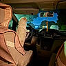 animal, car_interior, cat, curious, dashboard, driving, feline, house, indoor, light, nighttime, pet, rearview_mirror, seat, seat_cover, steering_wheel, tree, vehicle, warm_lighting, window