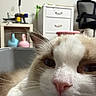 Sesame joined the competition — help win amazing prizes! background_blur, brown_and_white, cabinet, cat, chair, close_up, cozy, cute, decor, domestic_animal, fur, furniture, houseplant, indoor, pet, pink_nose, relaxed, resting, table, whiskers