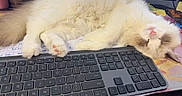 Sesame joined the competition — help win amazing prizes! brown_markings, cat, computer, cute, desk, domestic_cat, fluffy, indoor, keyboard, monitor, nap, office, paw, pet, pink_nose, resting, sleeping, technology, white_fur, workspace