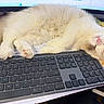 brown_markings, cat, computer, cute, desk, domestic_cat, fluffy, indoor, keyboard, monitor, nap, office, paw, pet, pink_nose, resting, sleeping, technology, white_fur, workspace