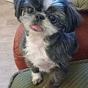 Lola a rejoint le concours — aidez-le/la à gagner de superbes lots ! dog, small_dog, black_and_white, fluffy, long_hair, tongue_out, wide_eyes, cute, sitting, pet, companion_animal, portrait, close_up, indoors, cushion, chair, home, furniture, cozy, animal_photography