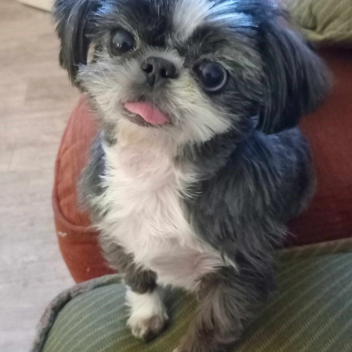 Lola a rejoint le concours — aidez-le/la à gagner de superbes lots ! dog, small_dog, black_and_white, fluffy, long_hair, tongue_out, wide_eyes, cute, sitting, pet, companion_animal, portrait, close_up, indoors, cushion, chair, home, furniture, cozy, animal_photography