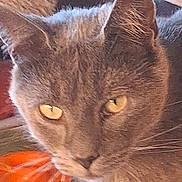 Jasper a rejoint le concours — aidez-le/la à gagner de superbes lots ! cat, gray_cat, close_up, yellow_eyes, whiskers, indoor, pet, feline, fur, ears, face, animal, looking, blurred_background, cozy, soft_texture, domestic_cat, portrait, whiskers_visible, close_range