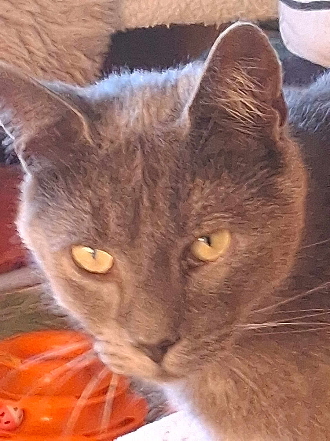 Jasper a rejoint le concours — aidez-le/la à gagner de superbes lots ! cat, gray_cat, close_up, yellow_eyes, whiskers, indoor, pet, feline, fur, ears, face, animal, looking, blurred_background, cozy, soft_texture, domestic_cat, portrait, whiskers_visible, close_range