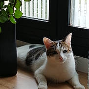 Luciole a rejoint le concours — aidez-le/la à gagner de superbes lots ! cat, tabby, white_fur, indoor, window, wooden_floor, vase, plant, green_leaves, relaxed, pet, animal, natural_light, home, cozy, resting, feline, domestic_cat, quiet, calm