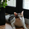 animal, calm, cat, cozy, domestic_cat, feline, green_leaves, home, indoor, natural_light, pet, plant, quiet, relaxed, resting, tabby, vase, white_fur, window, wooden_floor