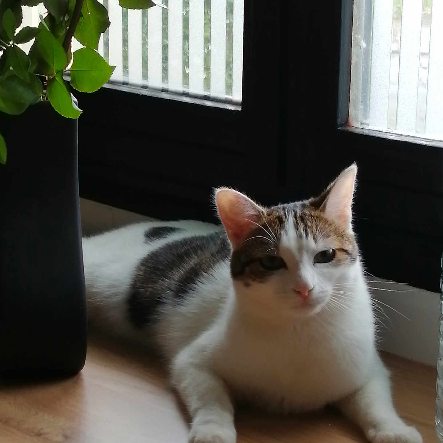 Luciole a rejoint le concours — aidez-le/la à gagner de superbes lots ! cat, tabby, white_fur, indoor, window, wooden_floor, vase, plant, green_leaves, relaxed, pet, animal, natural_light, home, cozy, resting, feline, domestic_cat, quiet, calm