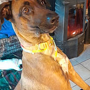 Khara a rejoint le concours — aidez-le/la à gagner de superbes lots ! dog, pet, brown_dog, collar, fireplace, stove, brick_wall, tile_floor, indoor, close_up, portrait, muzzle, ears, eyes, crate, blanket, bed, curious_expression, leaning, home_interior