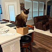 Skylar is registered to the contest to win money with this photo: cat, siamese_cat, cardboard_box, kitchen_counter, chair, living_room, window_blinds, wooden_floor, furniture, sofa, brown_sofa, interior, home, pet, animal, domestic_cat, seated, looking_away, indoor, cozy
