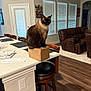 cat, siamese_cat, cardboard_box, kitchen_counter, chair, living_room, window_blinds, wooden_floor, furniture, sofa, brown_sofa, interior, home, pet, animal, domestic_cat, seated, looking_away, indoor, cozy
