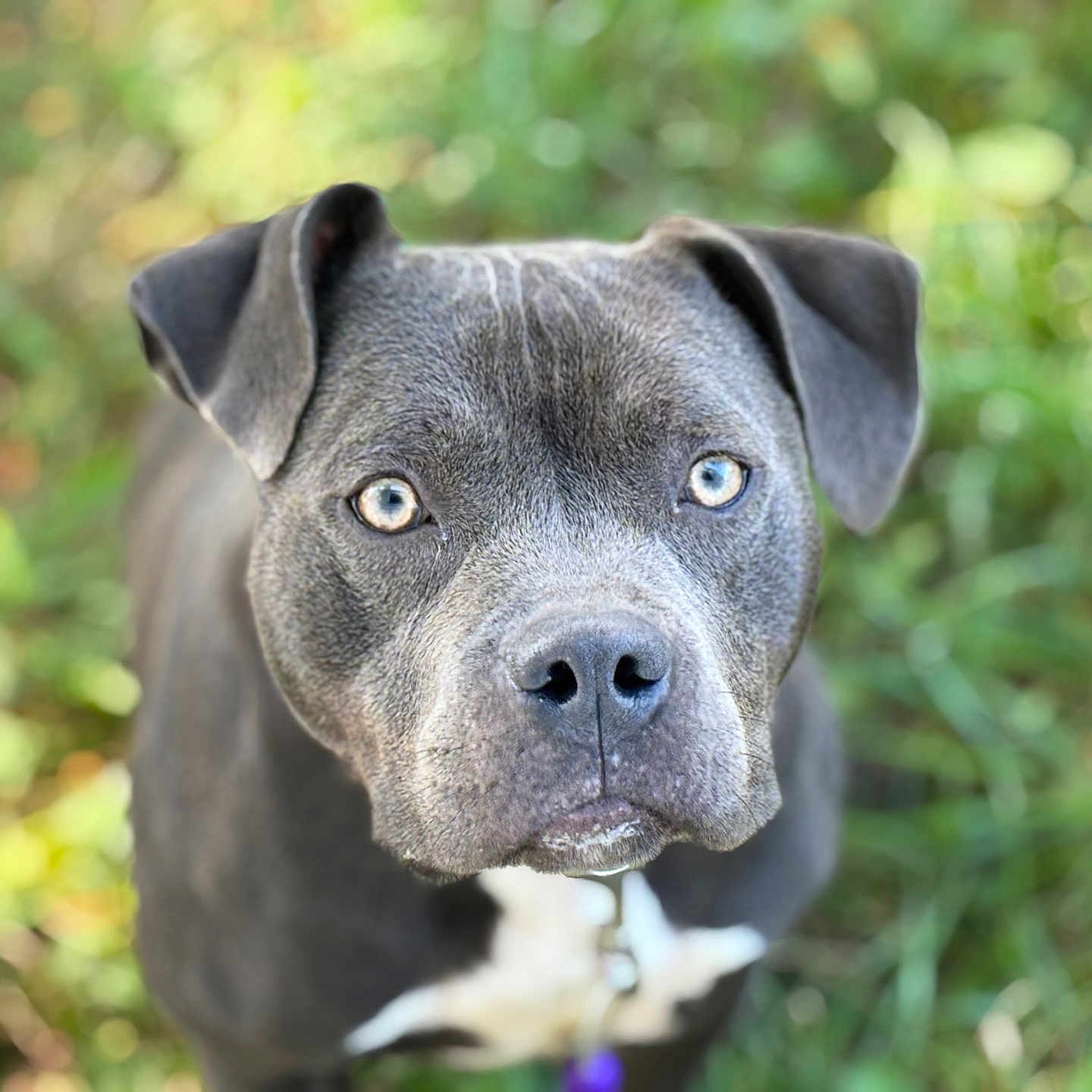 Lily is registered to the contest to win money with this photo: animal, bostonbull, boxer, bulldog, canine, dog, frenchbulldog, hound, labradorretriever, pet, pitbull, pointer, puppy, snout, whitedog