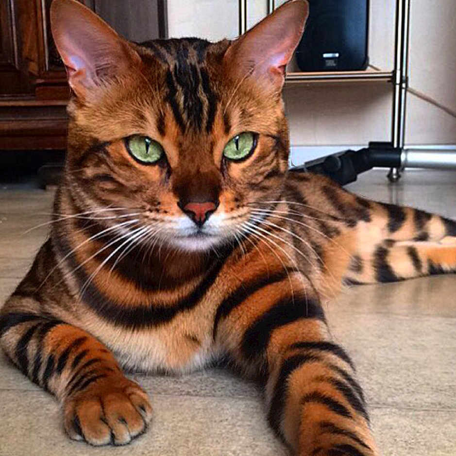 Nala