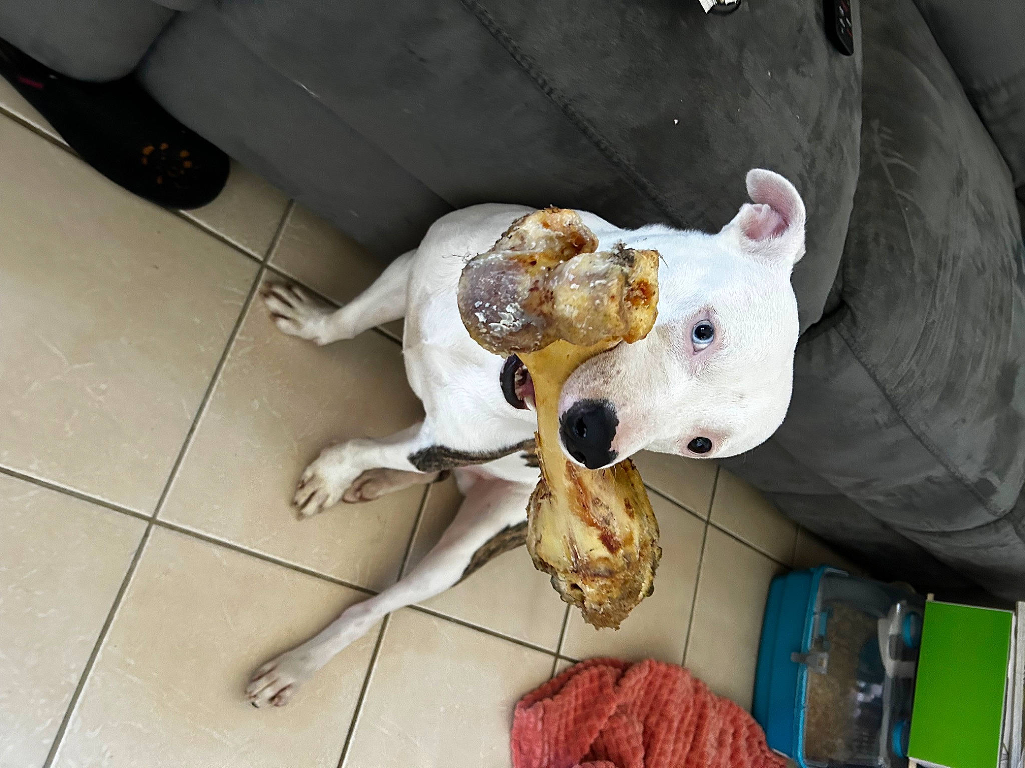 Ryuk participe au concours pour gagner de l'argent avec cette photo : canidae, carnivore, collar, companion_dog, dog, dog_breed, dog_collar, fawn, felidae, flooring, fur, leash, small_to_medium_sized_cats, snout, sporting_group, stuffed_toy, tail, toy, whiskers, working_animal