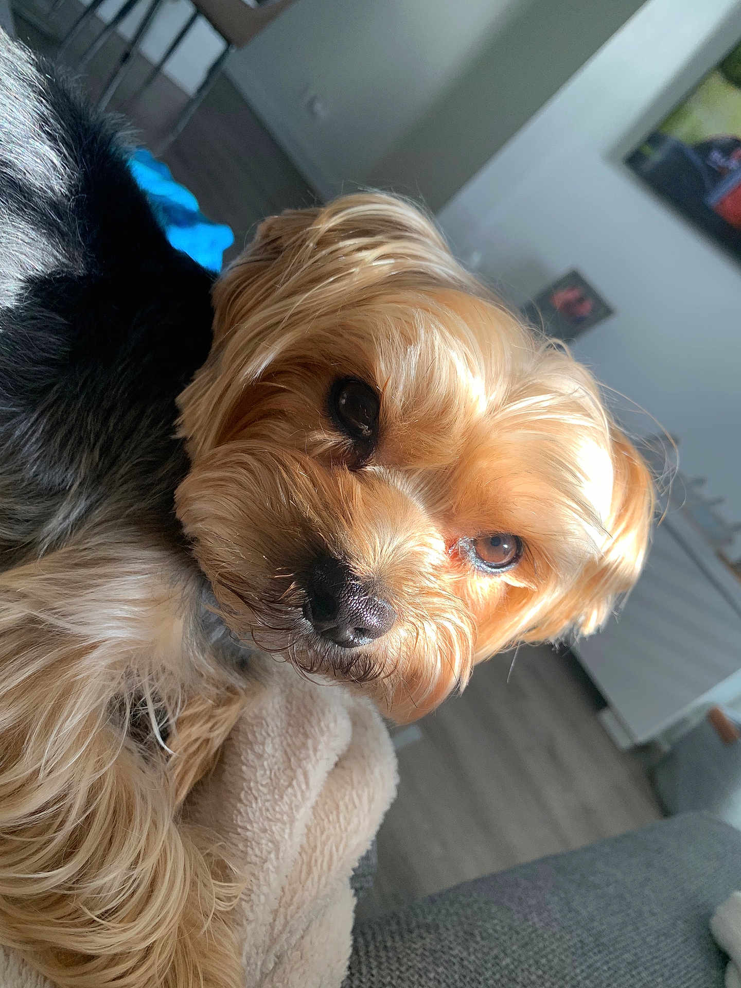 Gordo