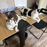 Tupac participe au concours pour gagner de l'argent avec cette photo : cat, table, wooden_floor, chair, indoor, mop, bucket, decor, sign, black_and_white_cat, tabby_cat, pet, feline, relaxing, looking, fur, domestic_animal, flooring, household_item, room