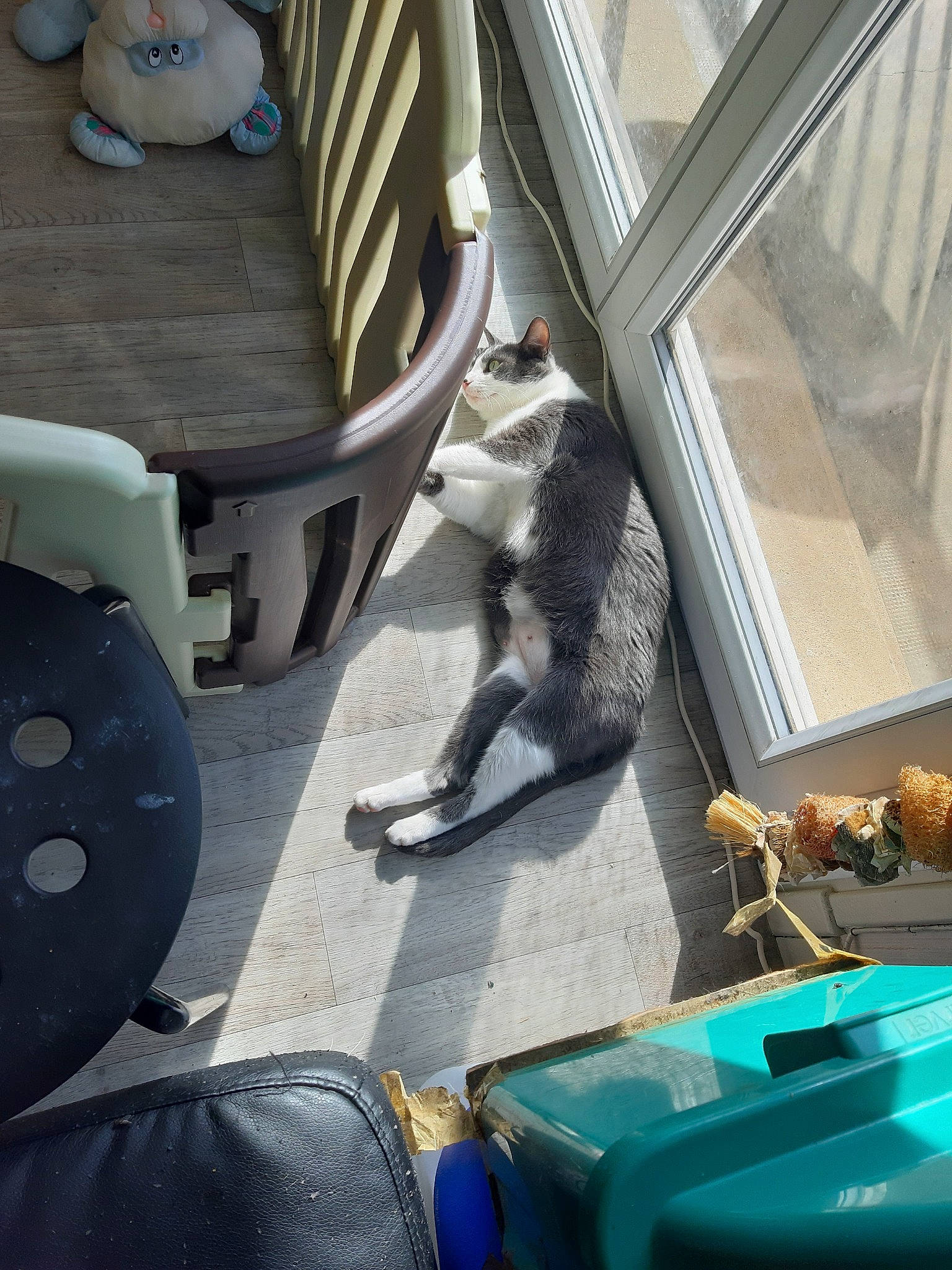 Perle a rejoint le concours — aidez-le/la à gagner de superbes lots ! cat, felidae, russian_blue, small_to_medium_sized_cats, tail