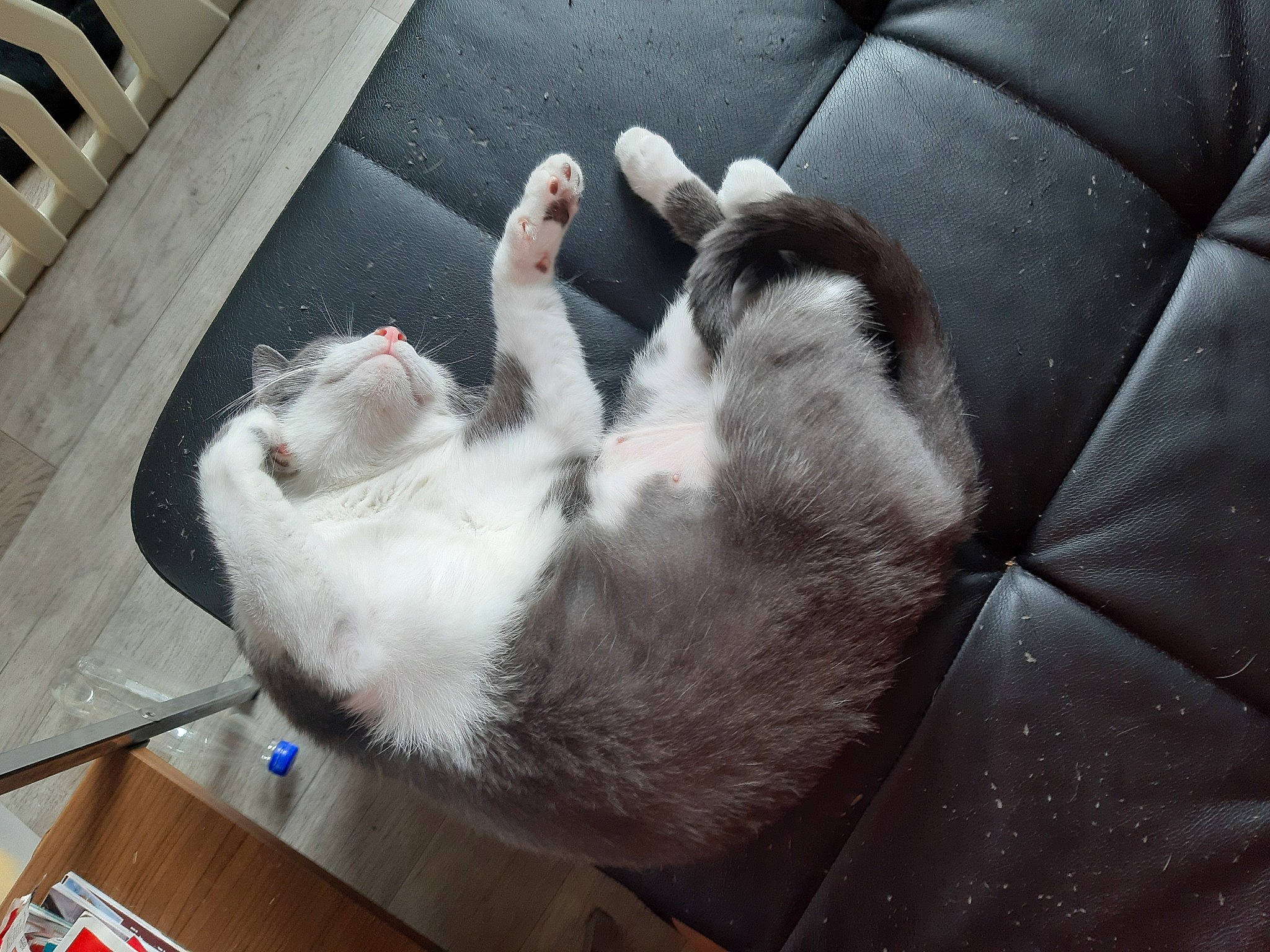 Perle a rejoint le concours — aidez-le/la à gagner de superbes lots ! aegean_cat, carnivore, cat, claw, domestic_short_haired_cat, felidae, foot, fur, hand, leg, paw, small_to_medium_sized_cats, tail, whiskers