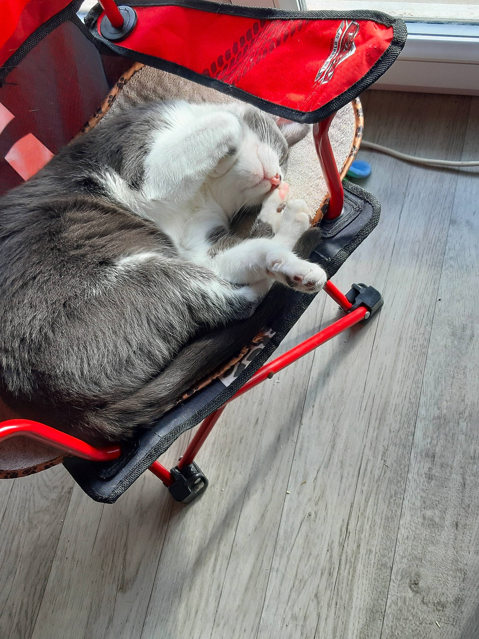 Perle participe au concours pour gagner de l'argent avec cette photo : canidae, carnivore, cat, dog, dog_breed, leash, snout, sporting_group, tail