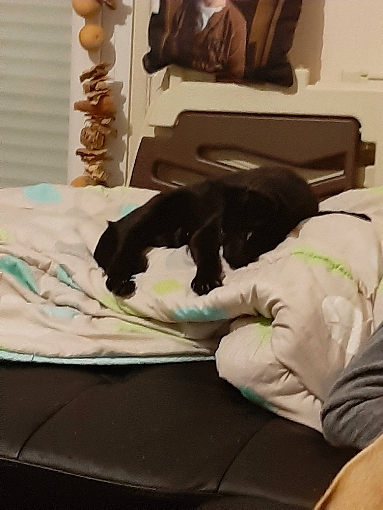 Ego a rejoint le concours — aidez-le/la à gagner de superbes lots ! bed, bed_sheet, bedding, bedroom, comfort, duvet, furniture, interior_design, linens, mattress, nap, pillow, room, table, textile