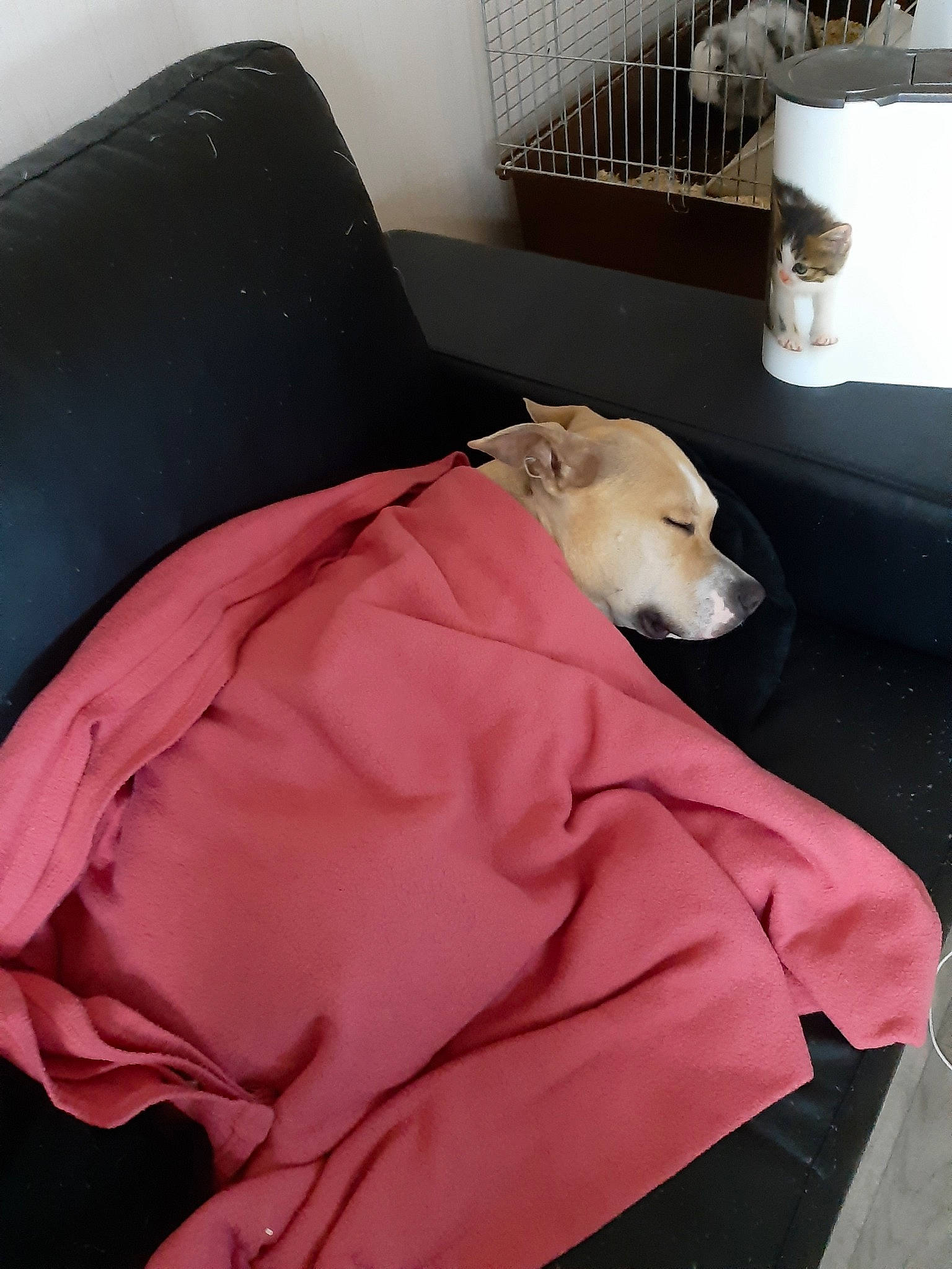 Mily participe au concours pour gagner de l'argent avec cette photo : canidae, carnivore, comfort, companion_dog, dog, dog_breed, furniture, labrador_retriever, linens, nap, pink, retriever, room, sporting_group
