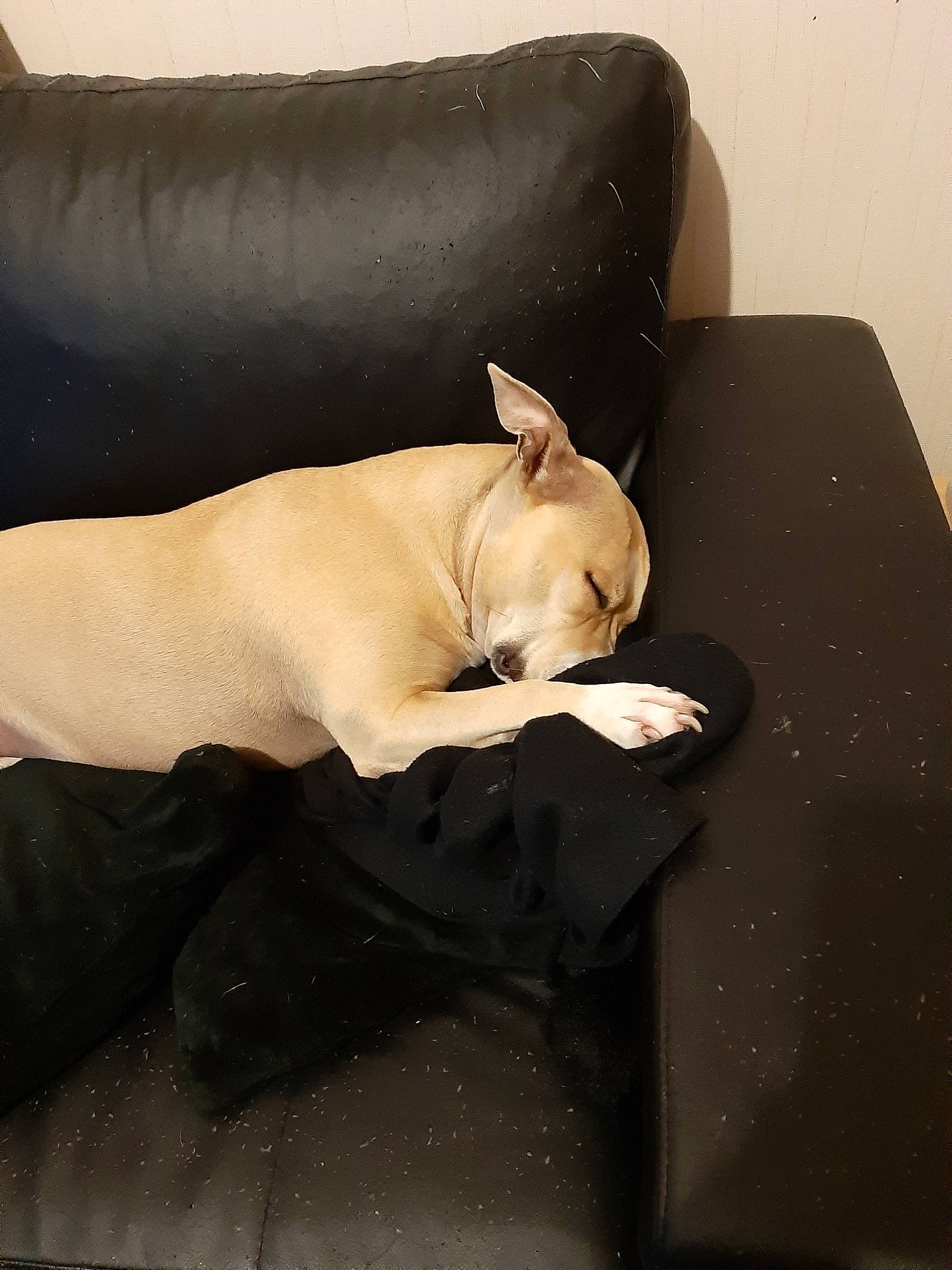Mily participe au concours pour gagner de l'argent avec cette photo : bull_terrier, canidae, carnivore, comfort, companion_dog, dog, dog_breed, fawn, french_bulldog, furniture, mammal, nap, non_sporting_group, snout, tail