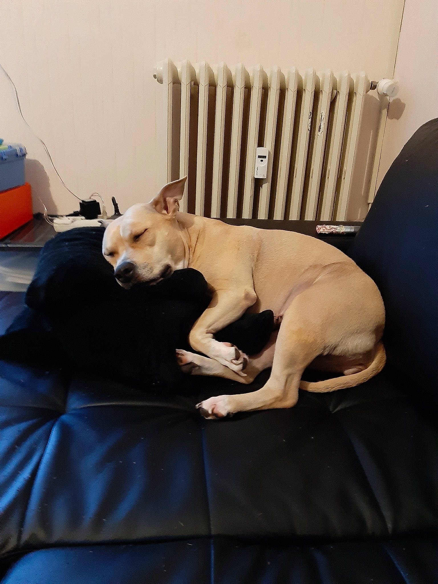 Mily a rejoint le concours — aidez-le/la à gagner de superbes lots ! american_bulldog, canidae, carnivore, cat, companion_dog, couch, dog, dog_breed, dogo_argentino, fawn, french_bulldog, furniture, nap, non_sporting_group, puppy, sporting_group