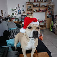 Mily a rejoint le concours — aidez-le/la à gagner de superbes lots ! animal, architecture, building, bulldog, canine, clothing, couch, cushion, dog, furniture, hat, homedecor, indoors, interiordesign, livingroom, person, pet, room, shelf, wood