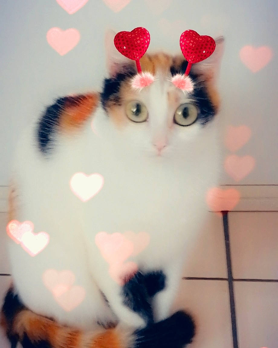 Bambi participe au concours pour gagner de l'argent avec cette photo : american_curl, carnivore, cat, ear, felidae, fur, japanese_bobtail, kitten, paw, polydactyl_cat, small_to_medium_sized_cats, tail, turkish_van, whiskers