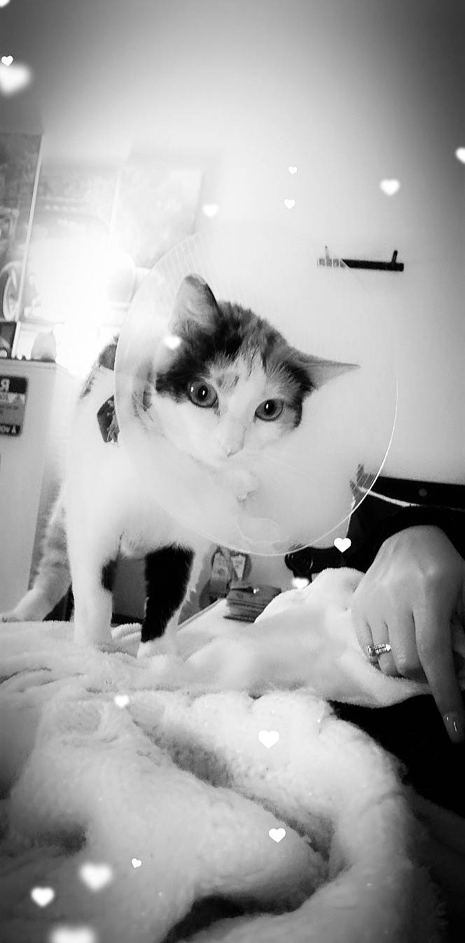 Bambi participe au concours pour gagner de l'argent avec cette photo : asian, black, black_and_white, carnivore, cat, domestic_short_haired_cat, eye, felidae, fur, kitten, monochrome, monochrome_photography, photography, small_to_medium_sized_cats, snapshot, style, turkish_van, whiskers, white