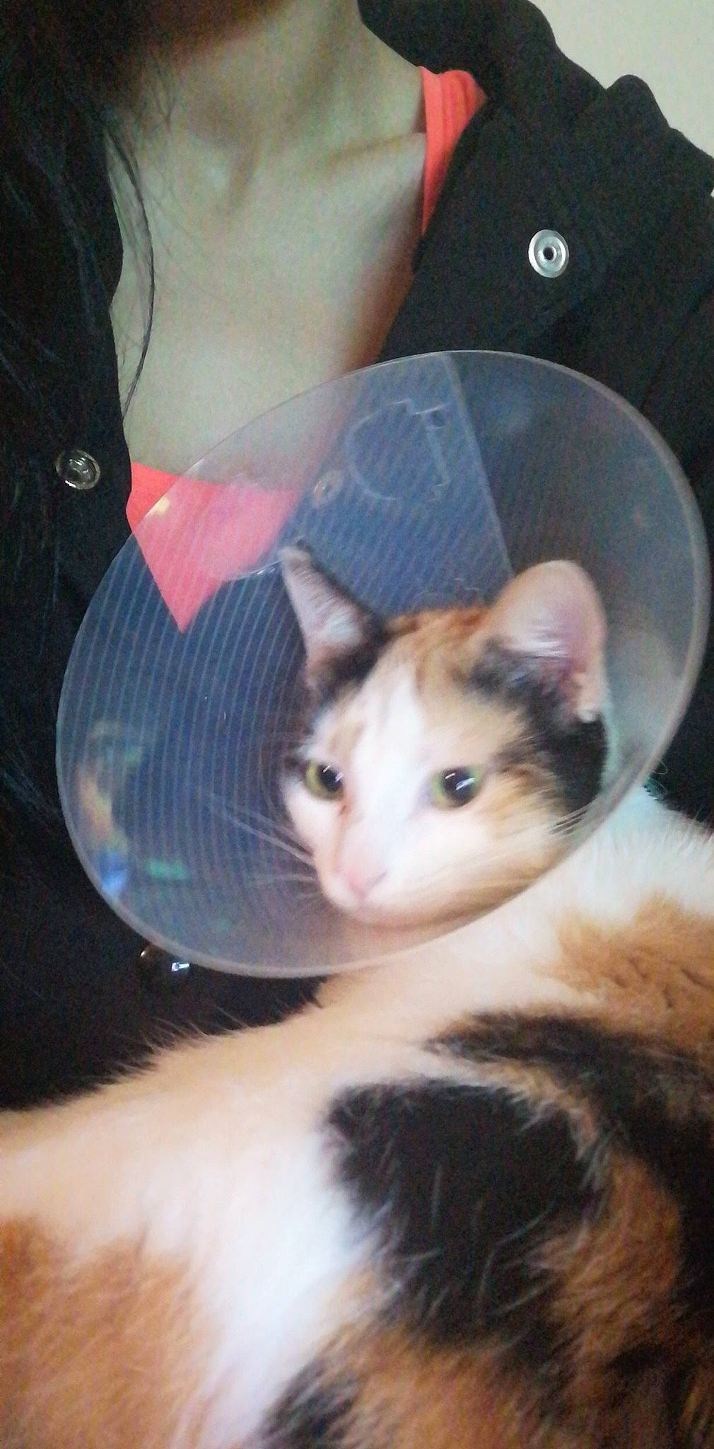 Bambi participe au concours pour gagner de l'argent avec cette photo : carnivore, cat, ear, eye, fawn, felidae, kitten, photography, small_to_medium_sized_cats, whiskers