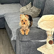 Nala a rejoint le concours — aidez-le/la à gagner de superbes lots ! dog, small_dog, couch, living_room, furniture, scruffy_dog, tan_fur, black_fur, pet, indoor, curious, animal, soft_furniture, cushions, cat_scratching_post, toy, wooden_floor, relaxed, domestic, home